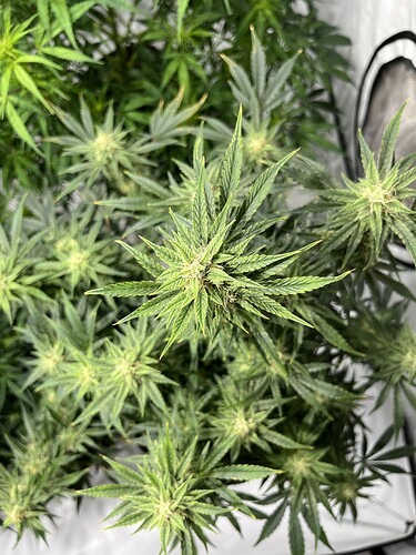 Growreport Bild 6