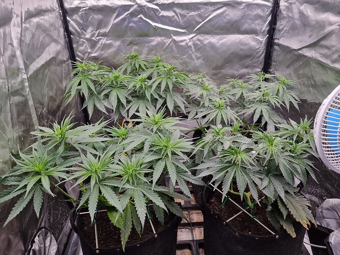 Growreport Bild 16