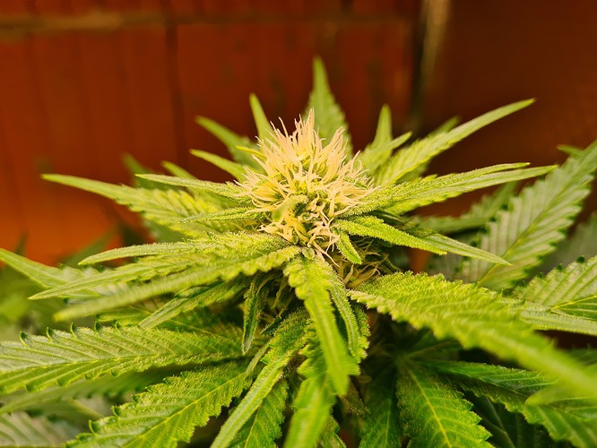 Eine Nahaufnahme einer blühenden Cannabispflanze mit hellgrünen Blättern und weißen Blütenstempeln.