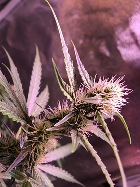 Growreport Bild 10
