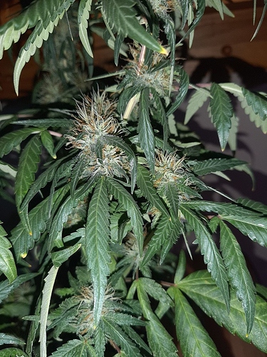 Growreport Bild 9