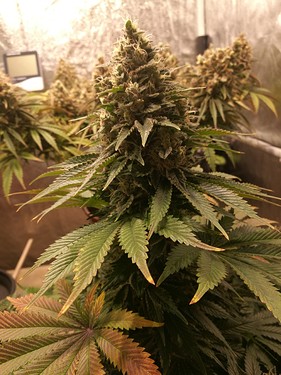 Growreport Bild 5