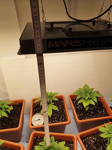 Growreport Bild 9