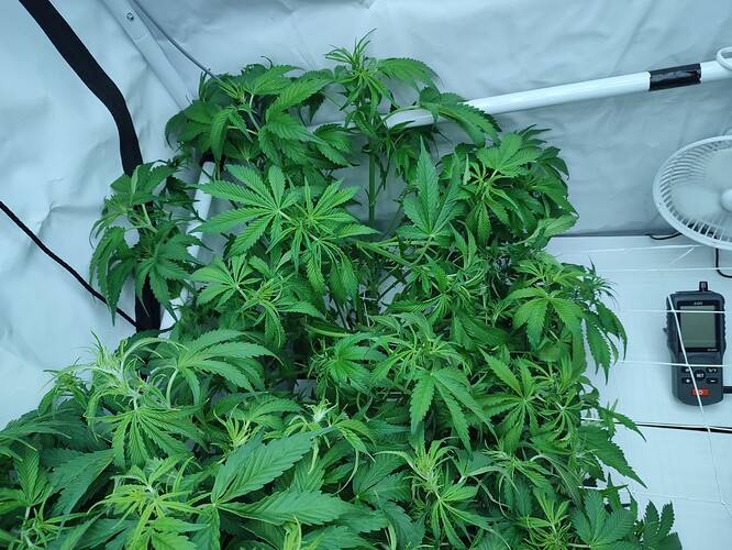 Growreport Bild 43