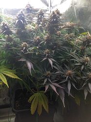 Growreport Bild 12