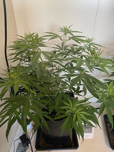 Growreport Bild 7