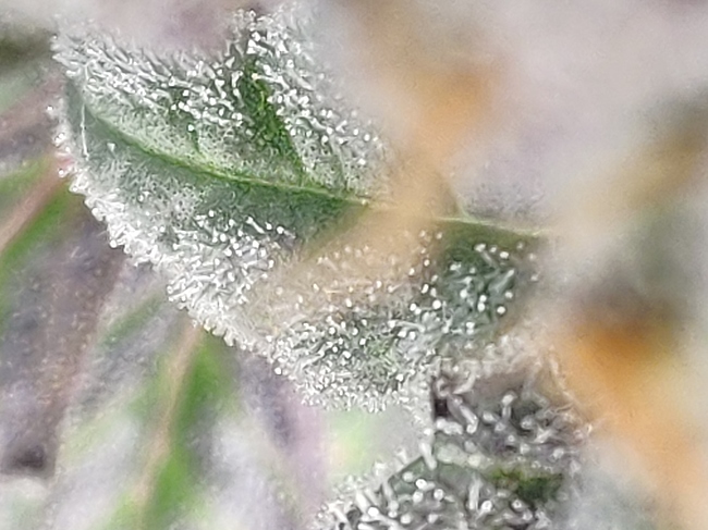 Growreport Bild 1