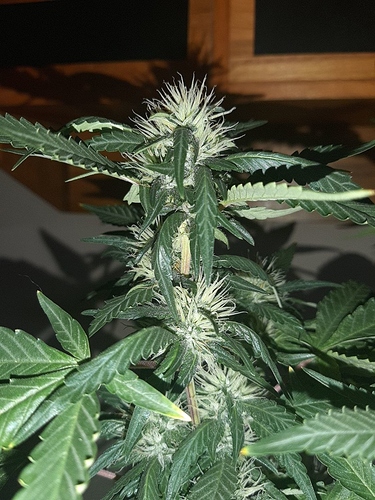 Growreport Bild 12