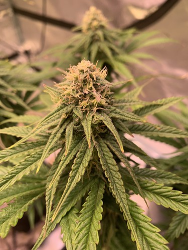 Growreport Bild 3