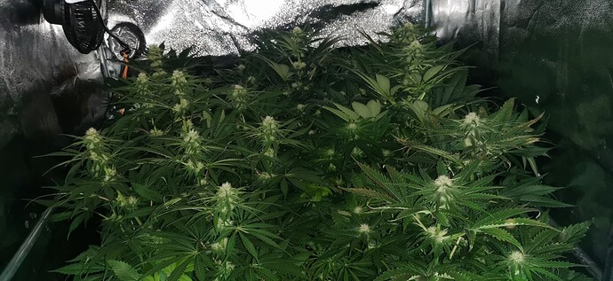 Growreport Bild 47
