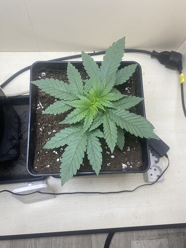 Growreport Bild 6