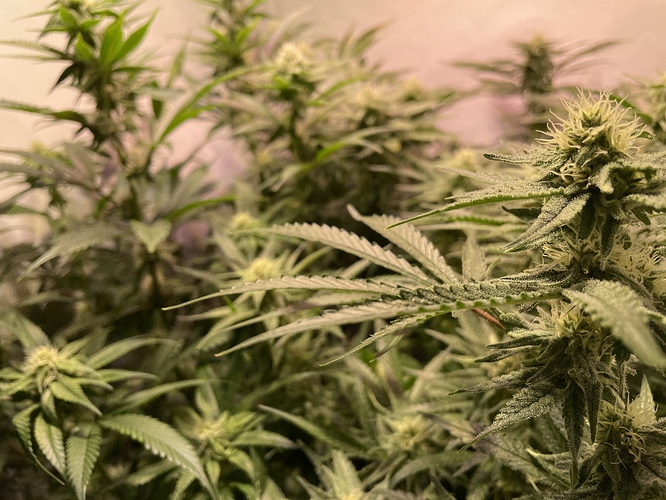 Growreport Bild 5
