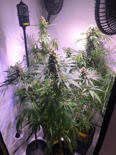 Growreport Bild 4