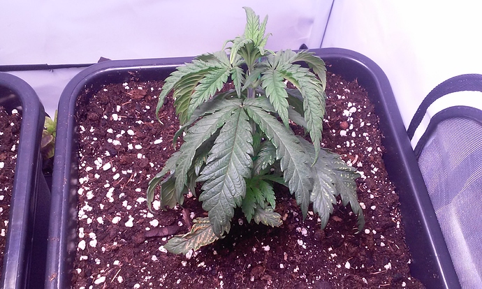 Growreport Bild 4