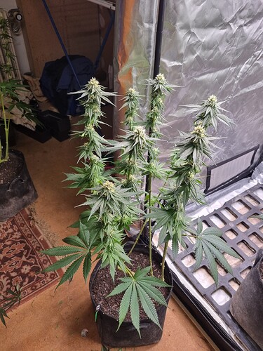 Growreport Bild 10