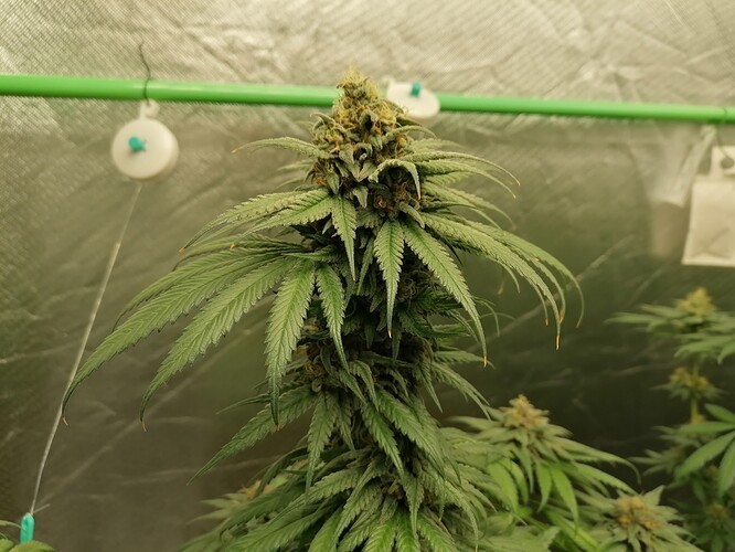 Growreport Bild 5