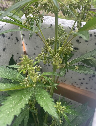 Growreport Bild 5