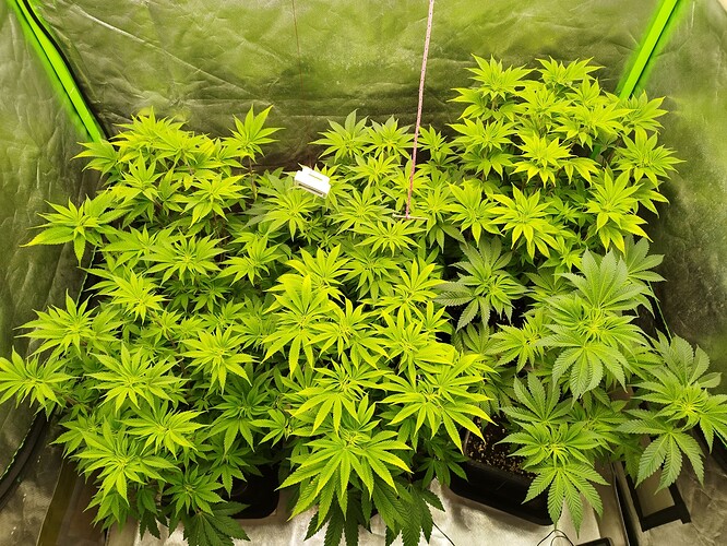 Growreport Bild 2
