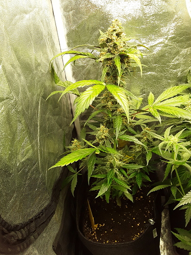 Growreport Bild 6
