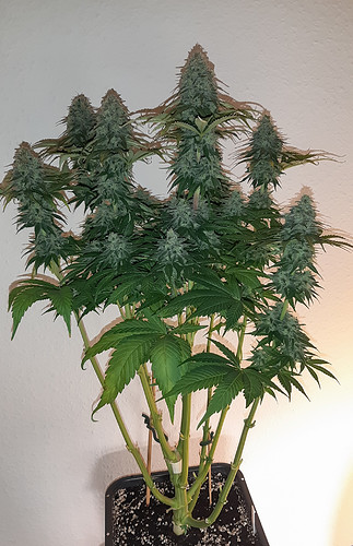 Growreport Bild 7
