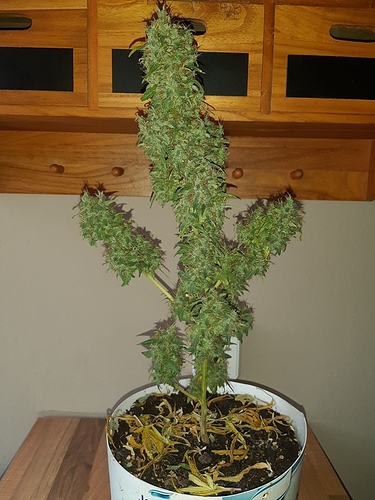 Growreport Bild 9