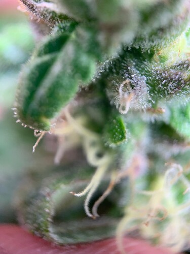 Growreport Bild 19