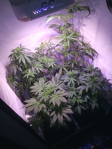 Growreport Bild 2