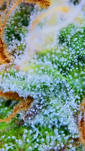 Growreport Bild 13
