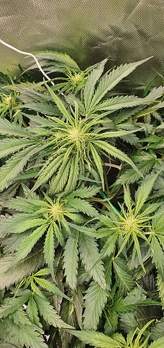 Growreport Bild 4