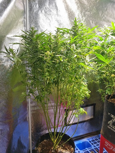Growreport Bild 14