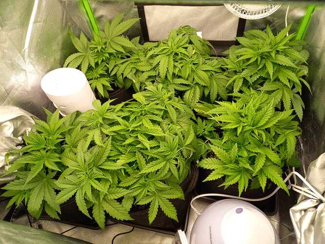 Growreport Bild 1