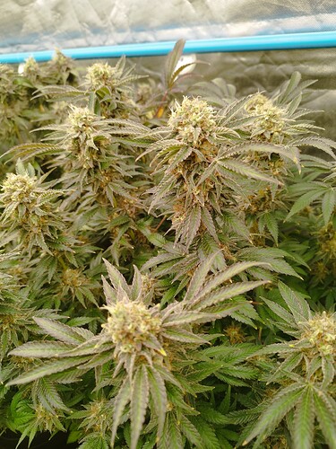 Growreport Bild 5