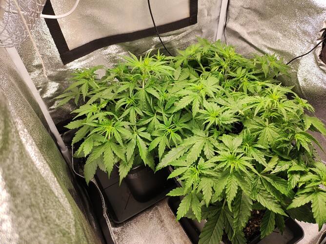 Growreport Bild 7