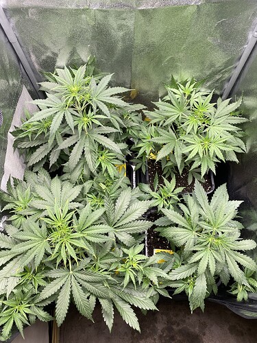 Growreport Bild 1