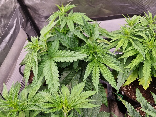 Growreport Bild 38