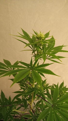 Growreport Bild 39