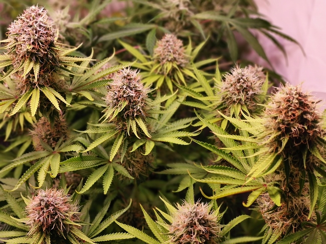 Growreport Bild 7