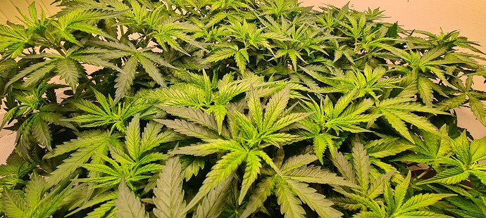 Growreport Bild 13