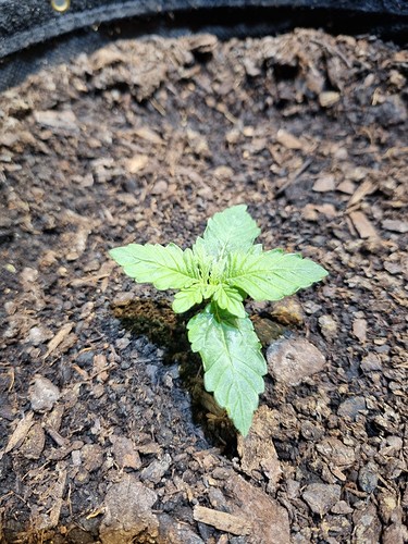 Growreport Bild 4
