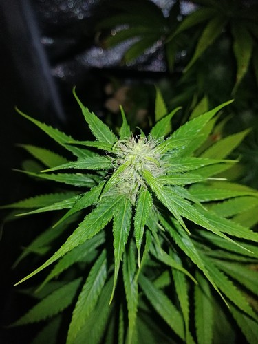 Growreport Bild 2