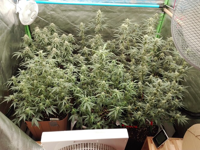 Growreport Bild 27