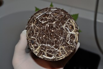 Growreport Bild 5