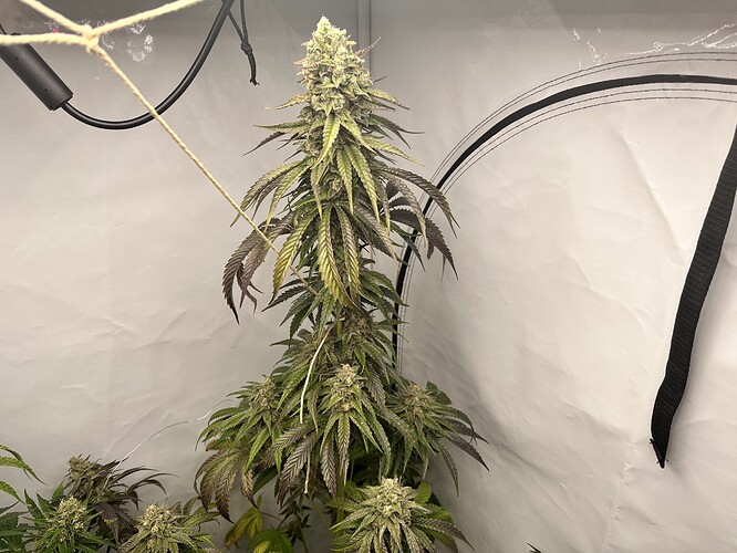 Growreport Bild 29