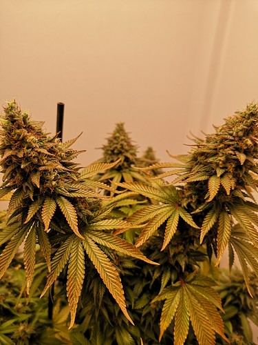 Growreport Bild 4