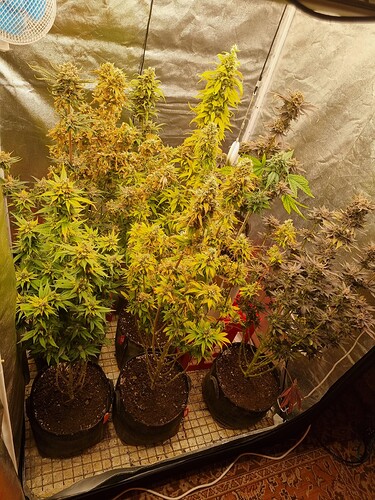 Growreport Bild 5