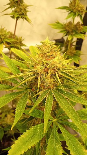 Growreport Bild 10