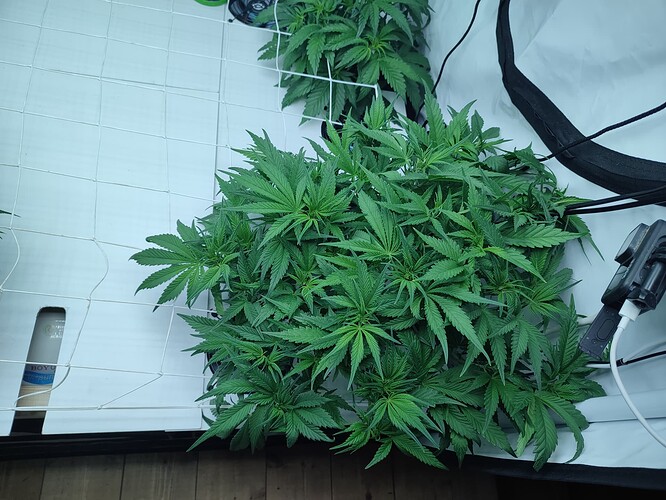 Growreport Bild 29