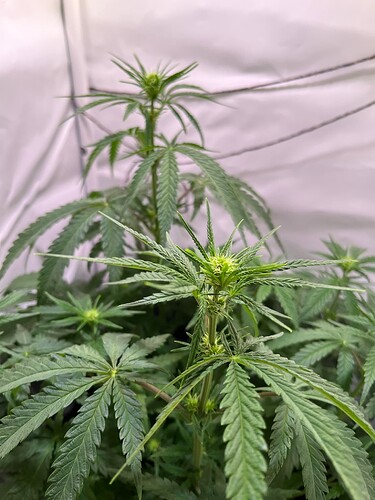 Growreport Bild 15