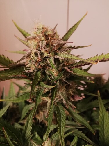 Mimosa_231221-5