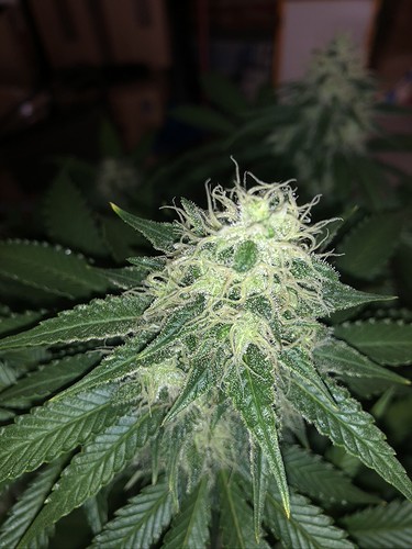 Growreport Bild 7